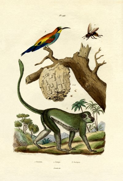 Guenon, 1833-39 by French School